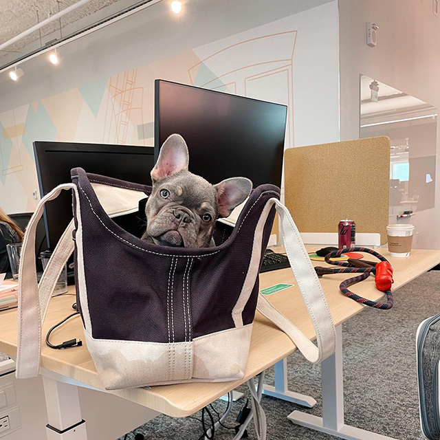 Google Dog In A Bag